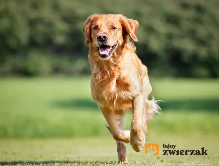 Pies biegnący po trawniku oraz cieczka u psa, objawy, jak długo trwa i porady