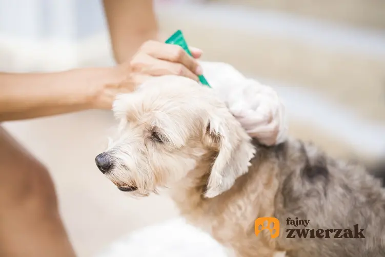 Pies podczas zabiegu pielęgnacyjnego oraz porady, jak pozbyć się pcheł u psa