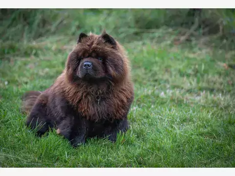 Czarny Chow Chow: Opis i Pielęgnacja