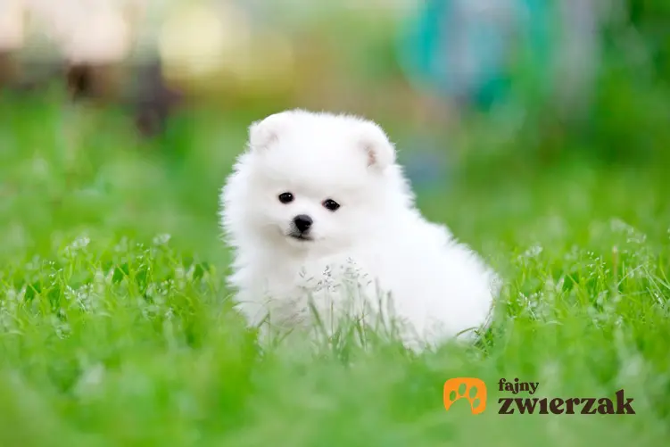 Pies rasy szpic miniaturowy siedzący w trawie, a także szczeniak szpica miniaturowego