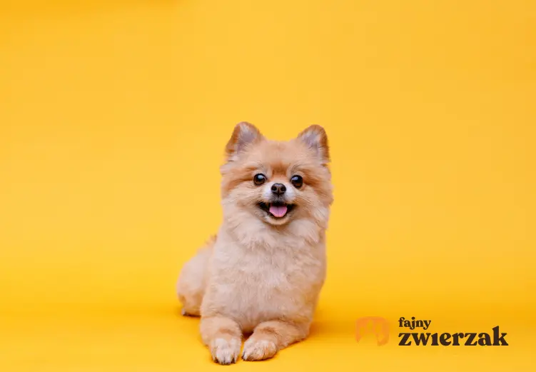 Pies rasy szpic miniaturowy na żółtym tle oraz szczeniak szpica miniaturowego i jego charakter