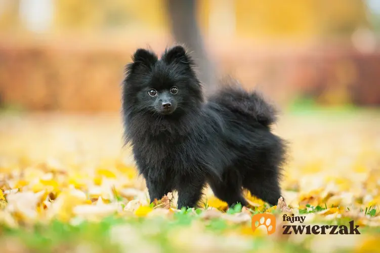 Pies rasy szpic miniaturowy czarny w parku na tle liści oraz charakter pomerianiana