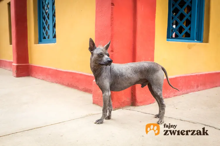 Pies rasy nagi pies peruwiański na tle kolorowego budynku oraz jego charakter i hodowla