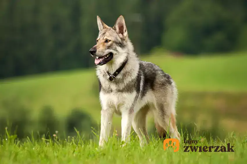 Wilk czechosłowacki na trawie.