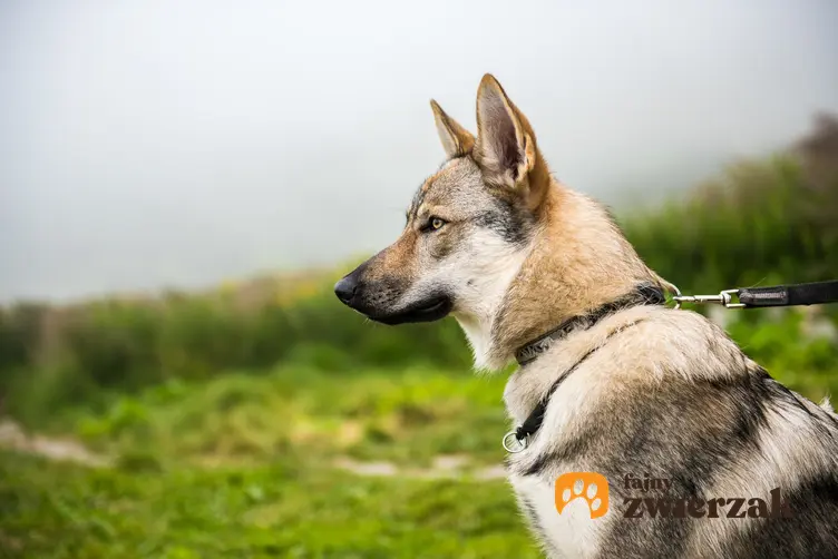 Pies rasy wilk czechosłowacki na tle zieleni, a także jego hodowla i cena