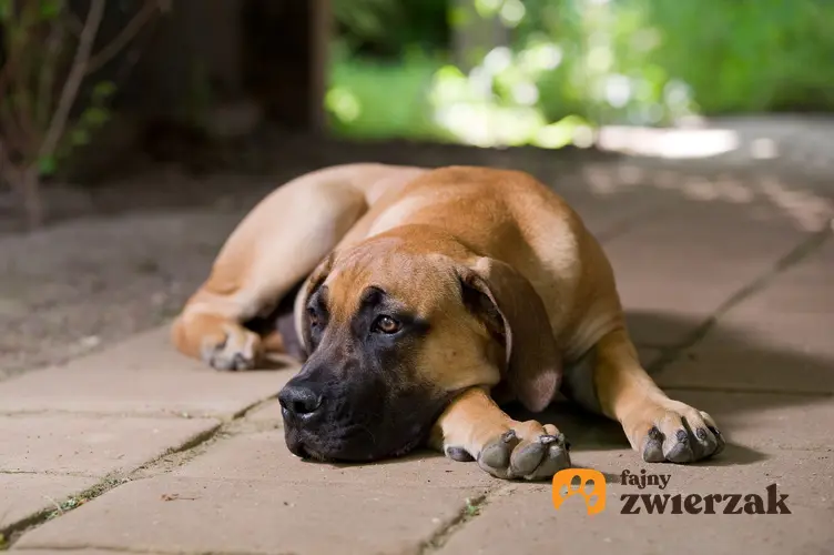 Pies rasy boerboel leżący na płytkach na podwórku, a także hodowla boerboela w Polsce