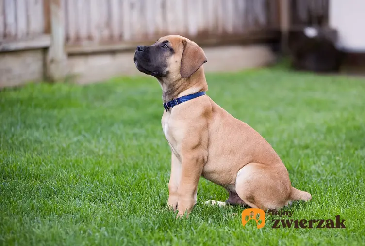 Pies rasy boerboel siedzący na trawniku, a także hodowla boerboela w Polsce
