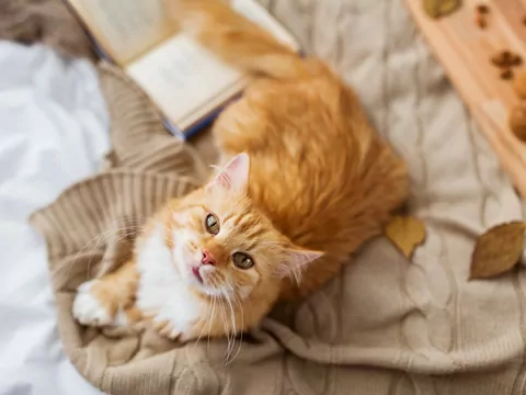 Jak długo żyją koty