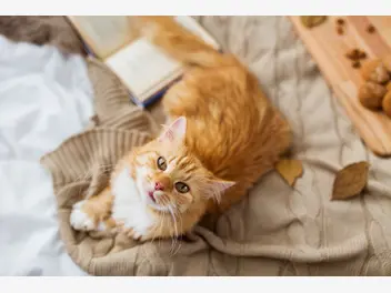Ilustracja artykułu jak długo żyją koty? zobacz, ile lat średnio żyją koty