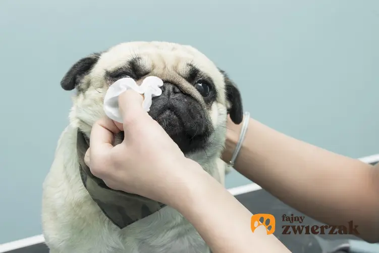 Pies podczas przemywania oczu, a także ropiejące oczy u psa i przyczyny