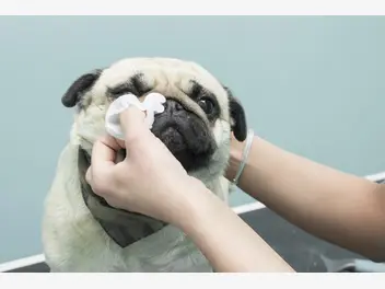Ilustracja artykułu ropiejące oczy u psa krok po kroku – przyczyny i sposoby leczenia