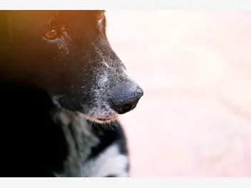 Ilustracja artykułu suchy nos u psa – 4 najczęstsze przyczyny i możliwe konsekwencje