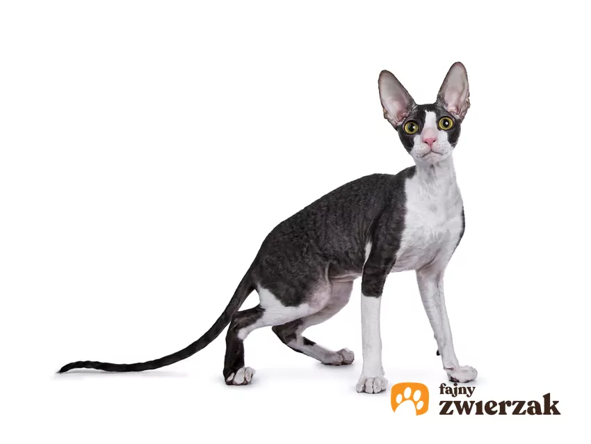 Cornish rex na białym tle