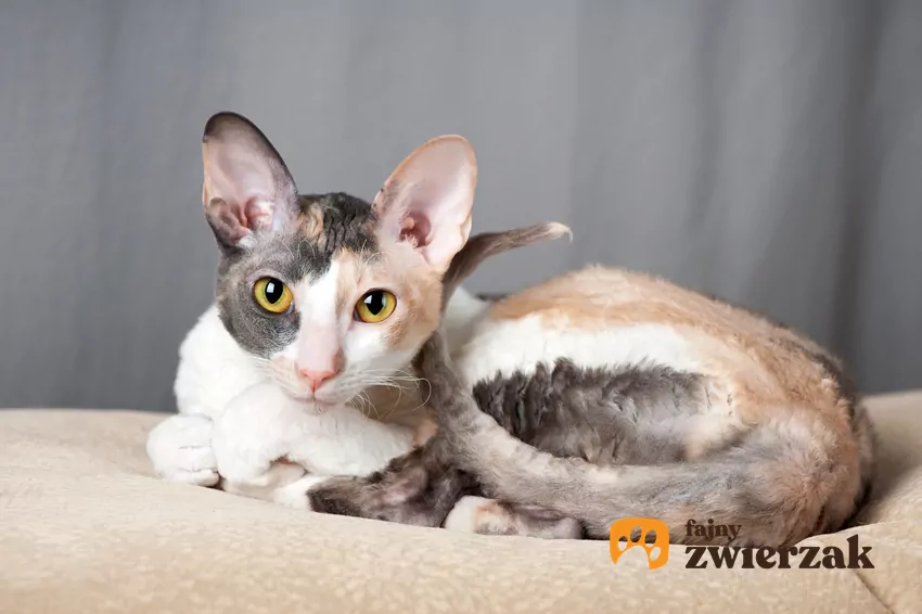 Cornish rex na łóżku