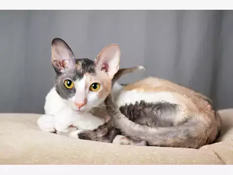 Cena kociąt Cornish Rex