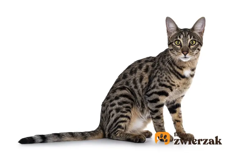 Kot savannah na białym tle, a także cena kociąt, hodowla i charakter kota