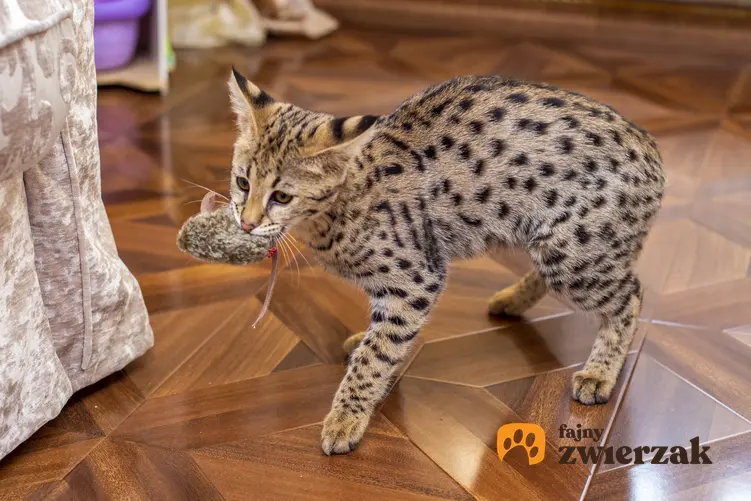 Kot savannah na podłodze w domu, a także jego charakter, hodowla i cena