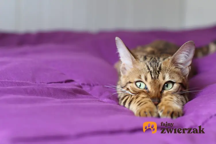 Kot Savannah na fioletowym kocu, a także hodowla i cena kota savannah w Polsce