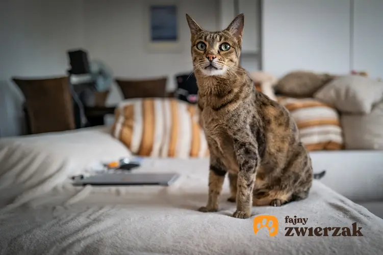 Kot rasy Savannah siedzący na łóżku, a także cena kota savannah i hodowla w Polsce