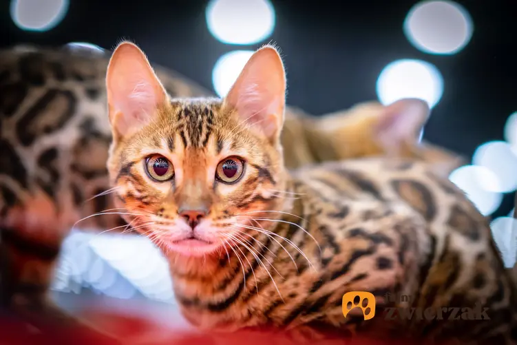 Kot rasy Savannah na tle świateł, a także cena hodowla kota savannah w Polsce