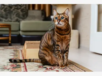 Ilustracja artykułu hodowla kota savannah – zobacz, gdzie kupić kocięta z rodowodem