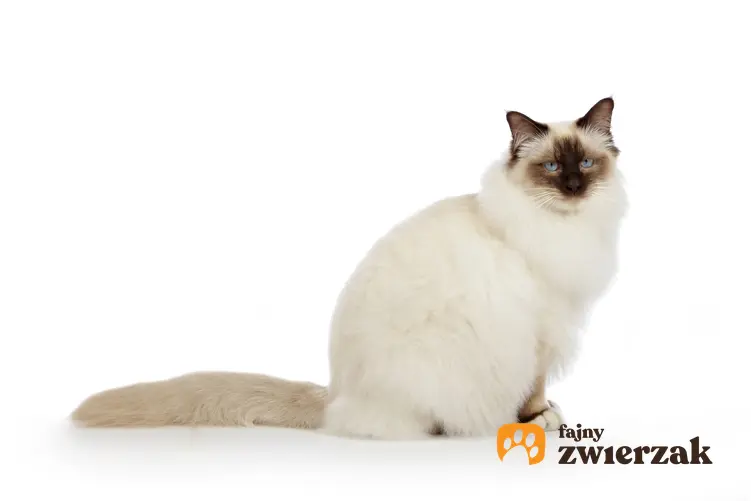 Kot savannah na białym tle, a także cena kociąt i hodowla kota birmańskiego