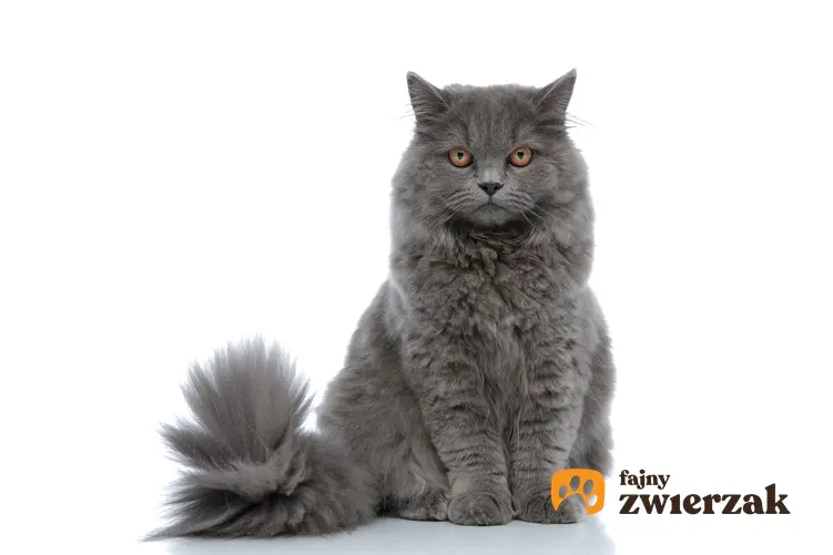 Kot angielski lub kot brytyjski na białym tle, a także charakter, hodowla i cena w Polsce
