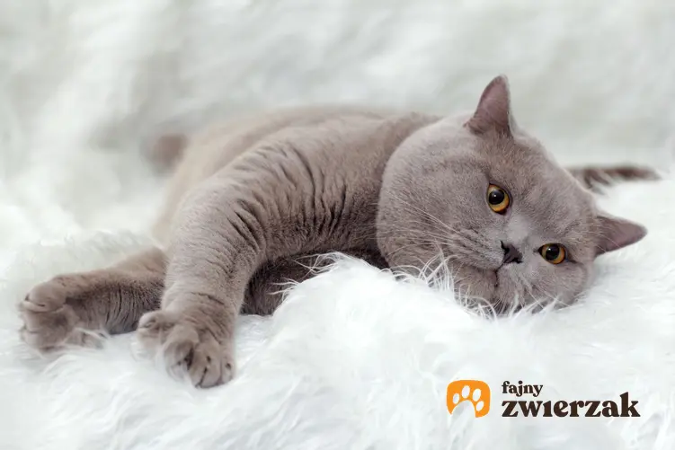 Niebieski kot angielski lub kot brytyjski na białym dywanie, a także charakter, hodowla i cena w Polsce