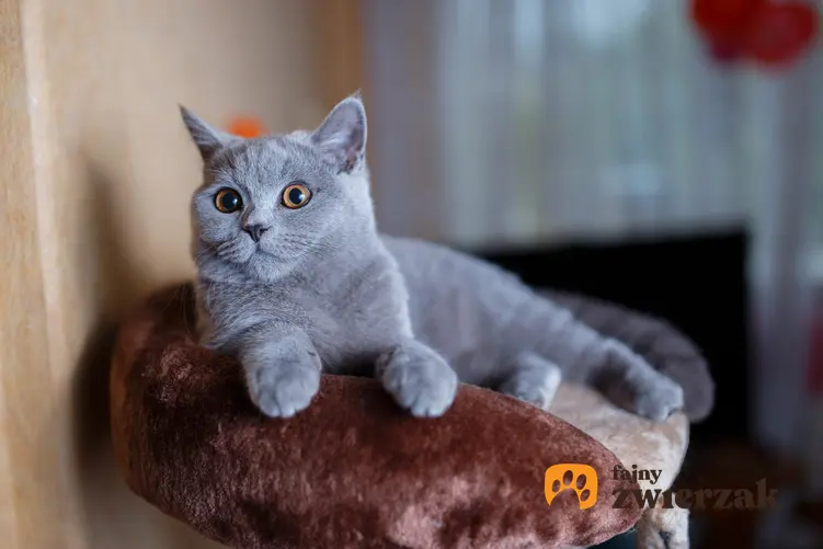 Kot brytyjski lub niebieski kot angielski leżący na sofie, a także jego hodowla i wychowanie krok po kroku