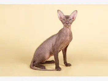 Ilustracja artykułu kot peterbald – opis, charakter, zdjęcia, ceny kociąt
