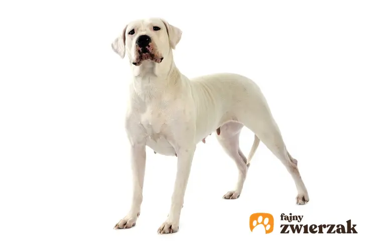 Pies rasy dog amerykański na białym tle oraz jego charakter, usposobienie i cena za szczeniaki