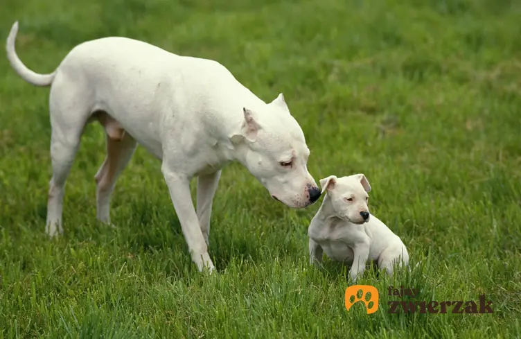 Pies rasy dog argentyński ze szczeniakiem na trawniku oraz cena doga argentyńskiego i hodowla