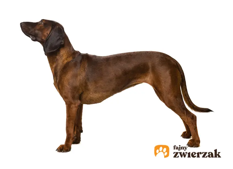 Pies rasy posokowiec bawarski na białym tle oraz jego hodowla, wychowanie, charakter i cena