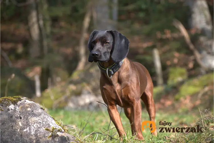 Pies rasy posokowiec bawarski podczas spaceru w lecie, a także jego charakter i hodowla