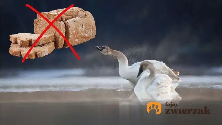 Łabędzie w jeziorze - nie można karmić ich chlebem