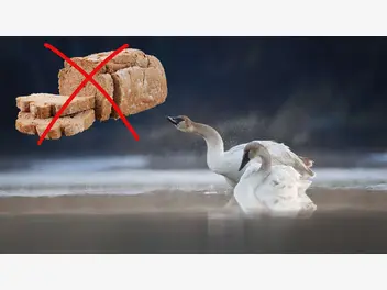 Ilustracja artykułu dlaczego nie można dokarmiać ptaków chlebem? odpowiedź jest prosta