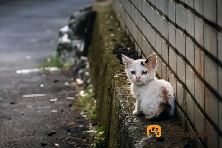 Bezdomny kotek na ulicy, a także pomoc bezdomnym kotom krok po kroku