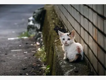 Ilustracja artykułu planują pobić rekord guinnessa w… pomaganiu bezdomnym kotom! możesz pomóc!