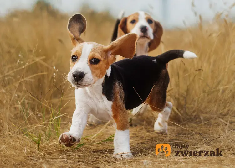 Biegający beagle oraz inne rasy psów, które są szczególnie wymagające