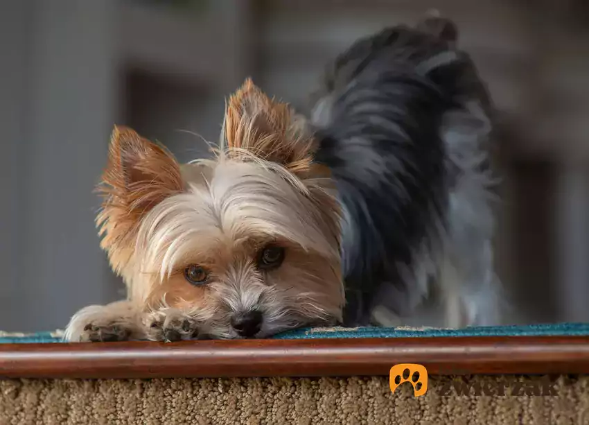 Yorkshire terrier na tle trawy