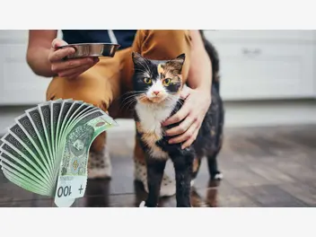 Ilustracja artykułu podatek od kota – nie zapłacisz, zostaniesz ukarany