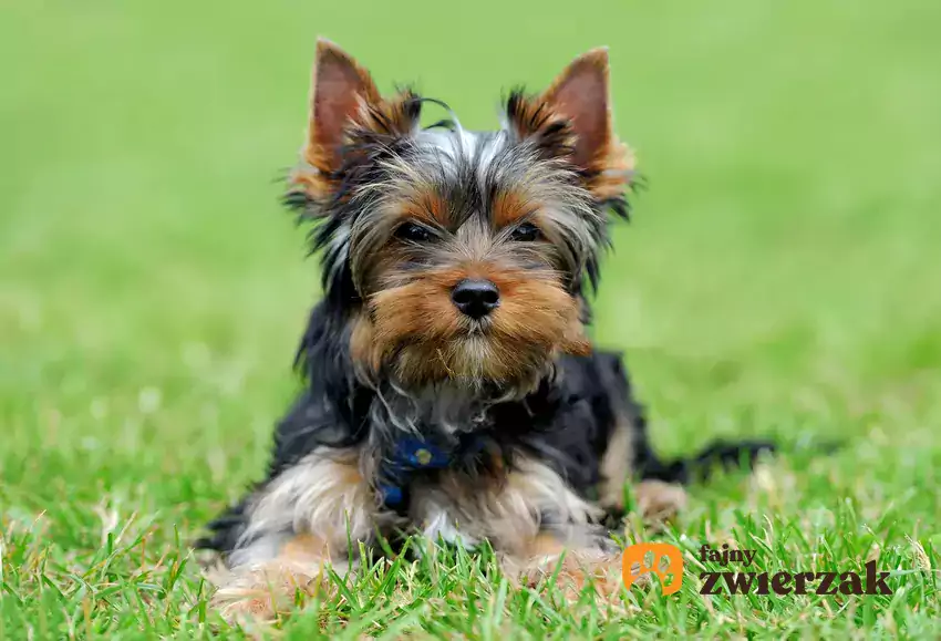 Yorkshire terrier na trawie