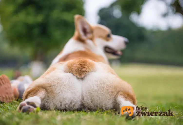 Pies rasy corgi leżący tyłem szykujący się do saneczkowania, czyli jeżdżenia zadkiem po podłodze