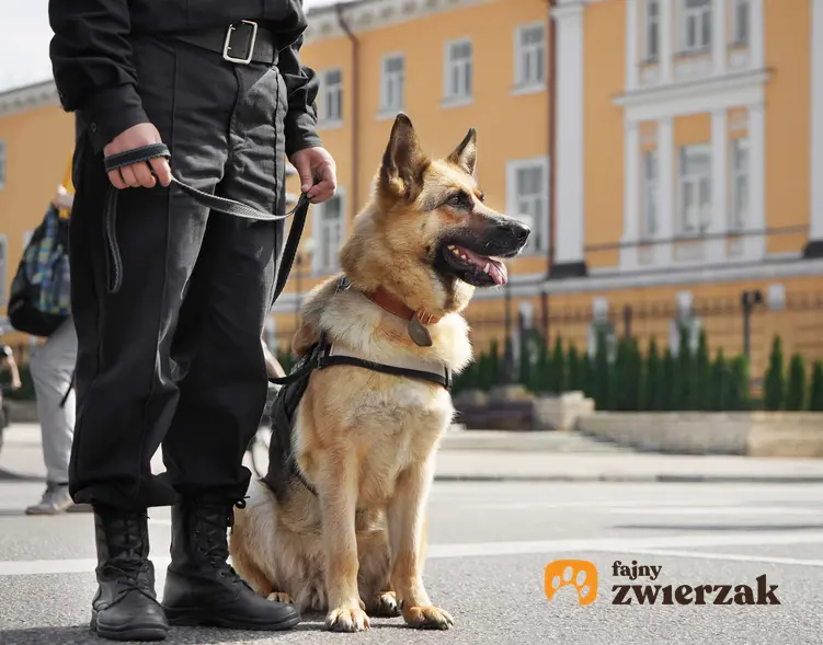 Pies pracujący w policji
