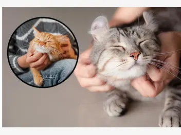 Ilustracja artykułu w jaki sposób kot okazuje uczucia? to powinien wiedzieć opiekun