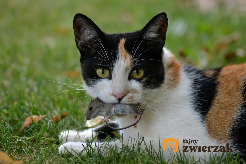 Kot z myszą w pysku