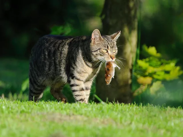 Dlaczego kot znosi do domu zdobycz