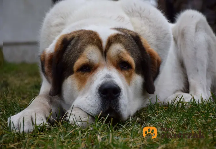 Smutny pies na trawniku, a także co zrobić, jeśli pies sąsiadów szczeka i hałasuje