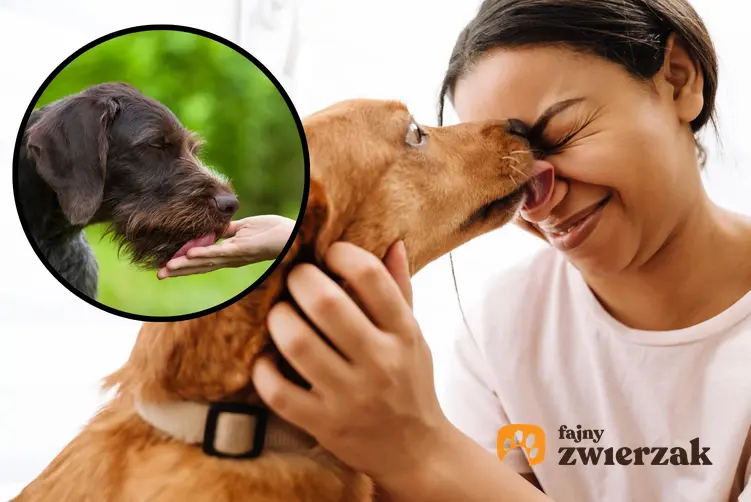 Pies liżący kobietę po twarzy