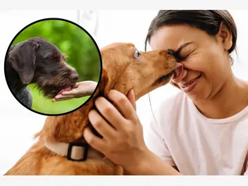 Ilustracja artykułu dlaczego pies liże opiekuna? o tym nie miałeś pojęcia!